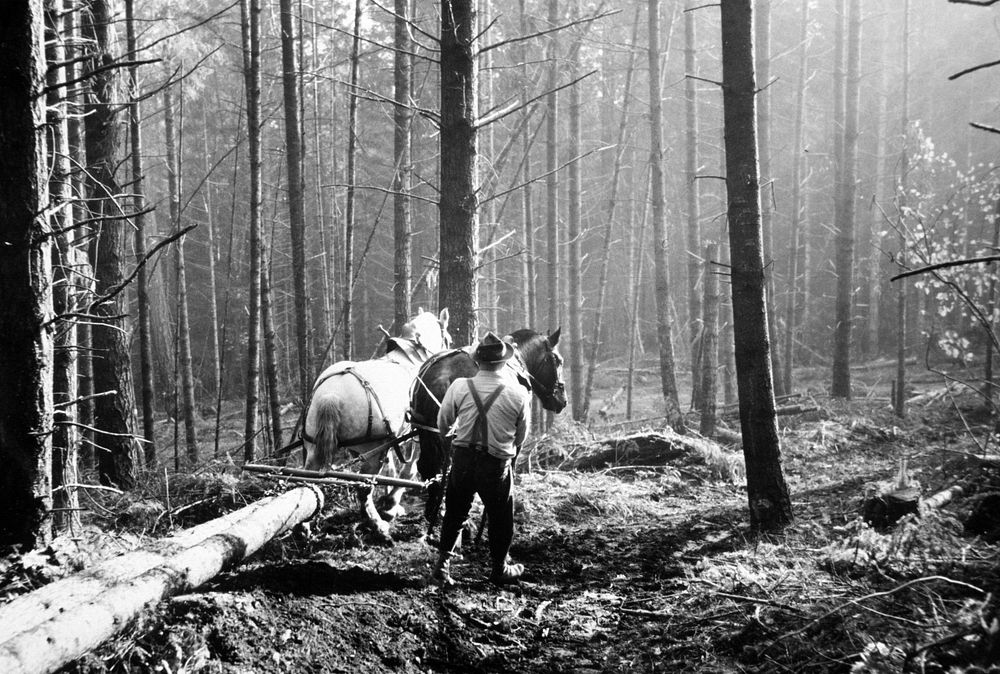 Horse logging in the wood. Original public domain image from Flickr