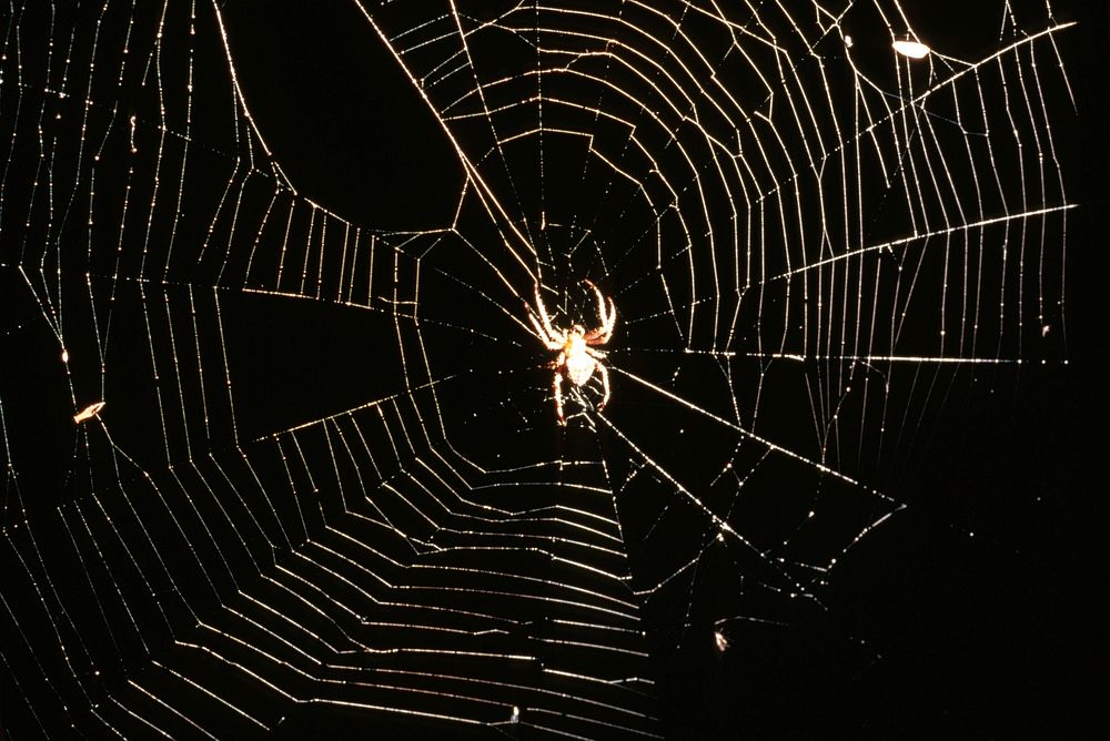 Spider and web. Original public domain image from Flickr