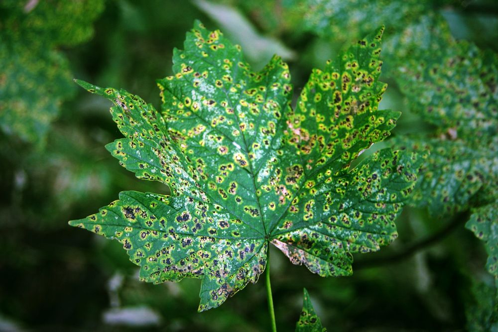 Croxteth Country Park - spotty leaf
