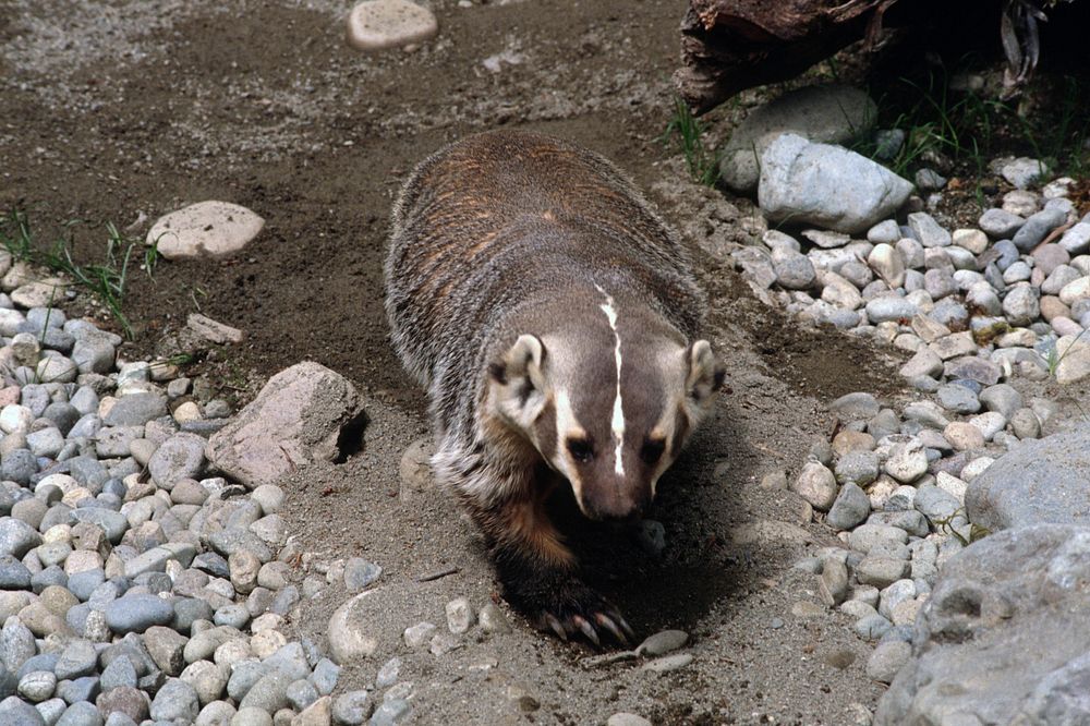 Badger is on the ground, wildlife. Original public domain image from Flickr