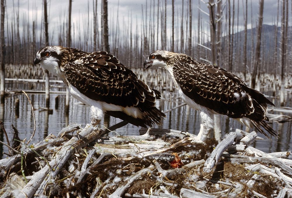 Pair of Osprey in Nest. Original public domain image from Flickr