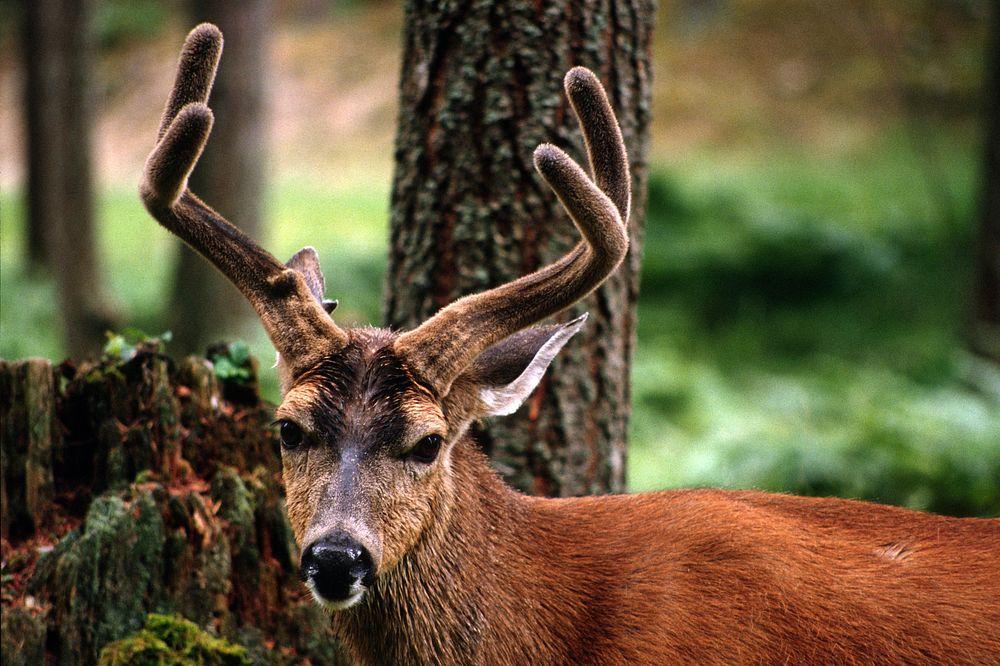Deer is staring, wildlife. Original public domain image from Flickr