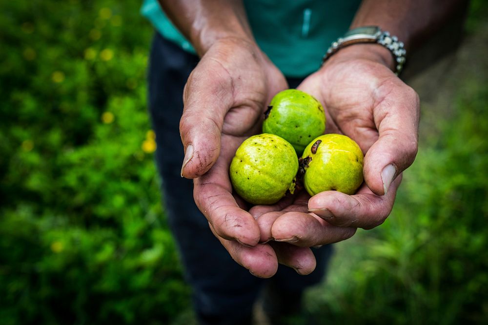 Limes in a worker's hand.  Free public domain CC0 photo.