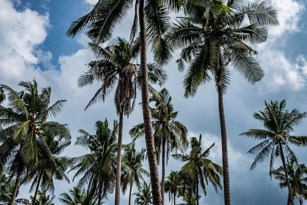 Palm trees in Sabong Beach, Palawan, Philippines. Free public domain CC0 photo.