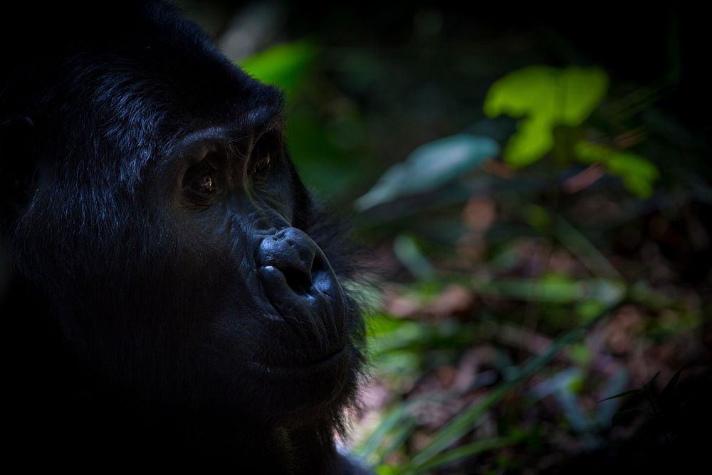 Gorilla's face closeup, animal background. Free public domain CC0 photo.