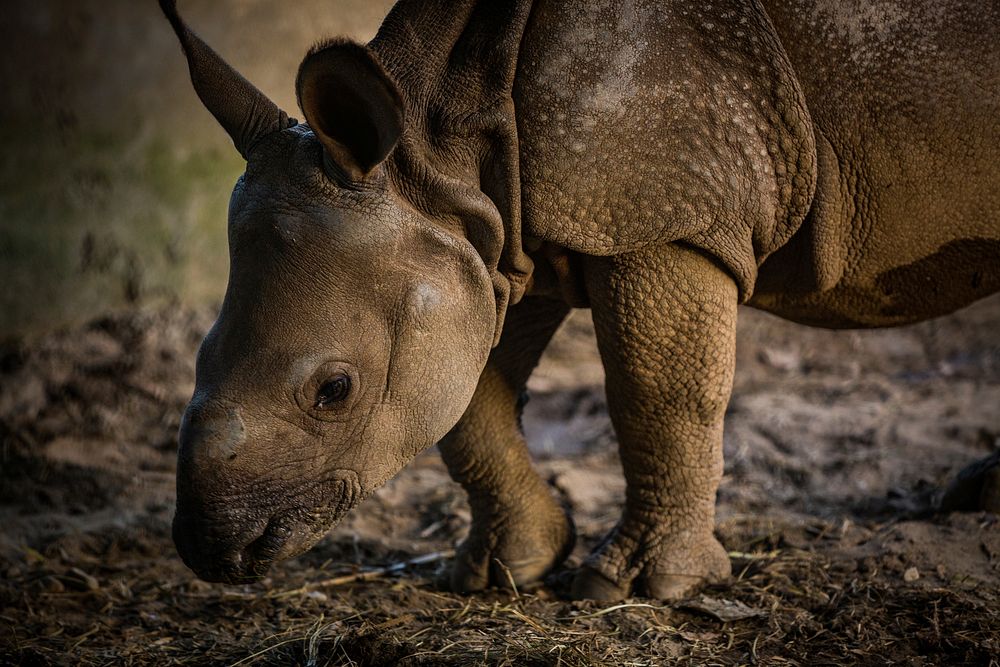 Baby rhino's face closeup, wildlife background. Free public domain CC0 photo.