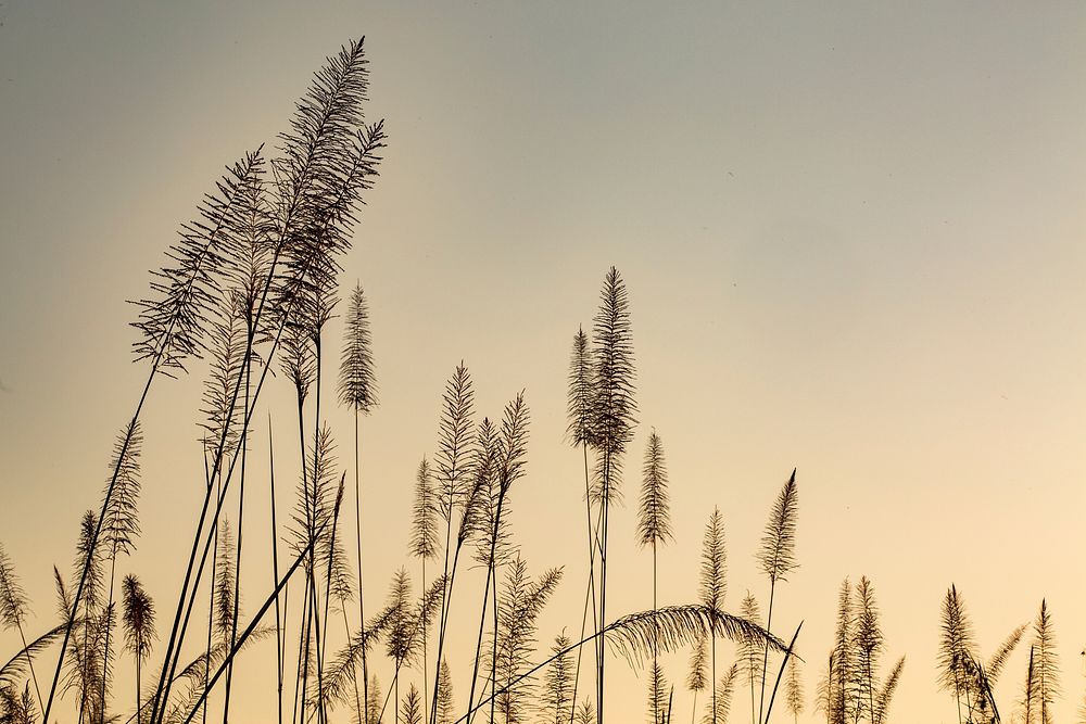 Aesthetic nature background, wheat field during sunset photo. Free public domain CC0 image.