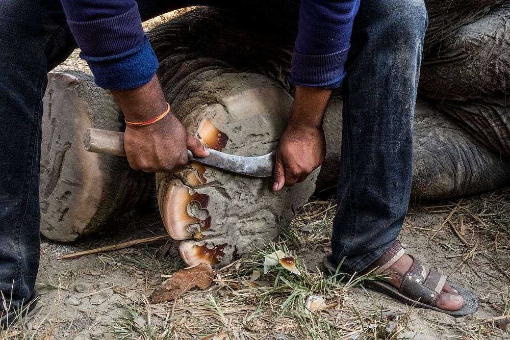 Animal groomer trimming elephant's toenails. Free public domain CC0 photo.