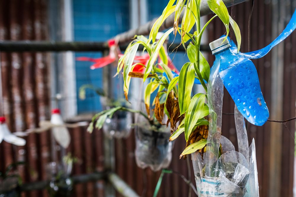 Growing plants in plastic bottle. Free public domain CC0 image.