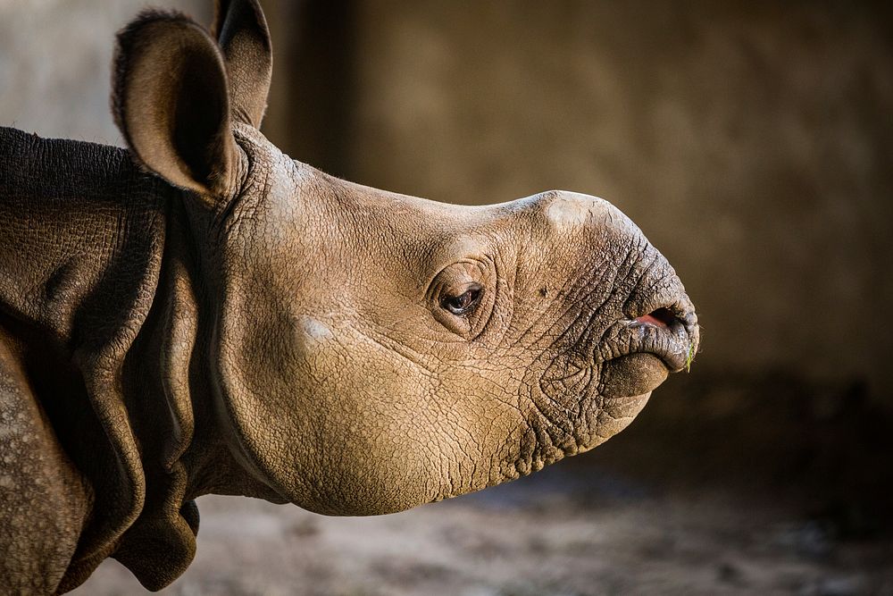 Rhinoceros, wild animal. Free public domain CC0 photo.