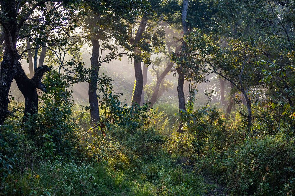 Scenic forest background. Nepal nature. Free public domain CC0 image.