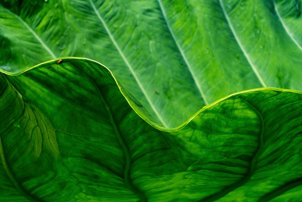 Green leaf, nature background. Free public domain CC0 image.