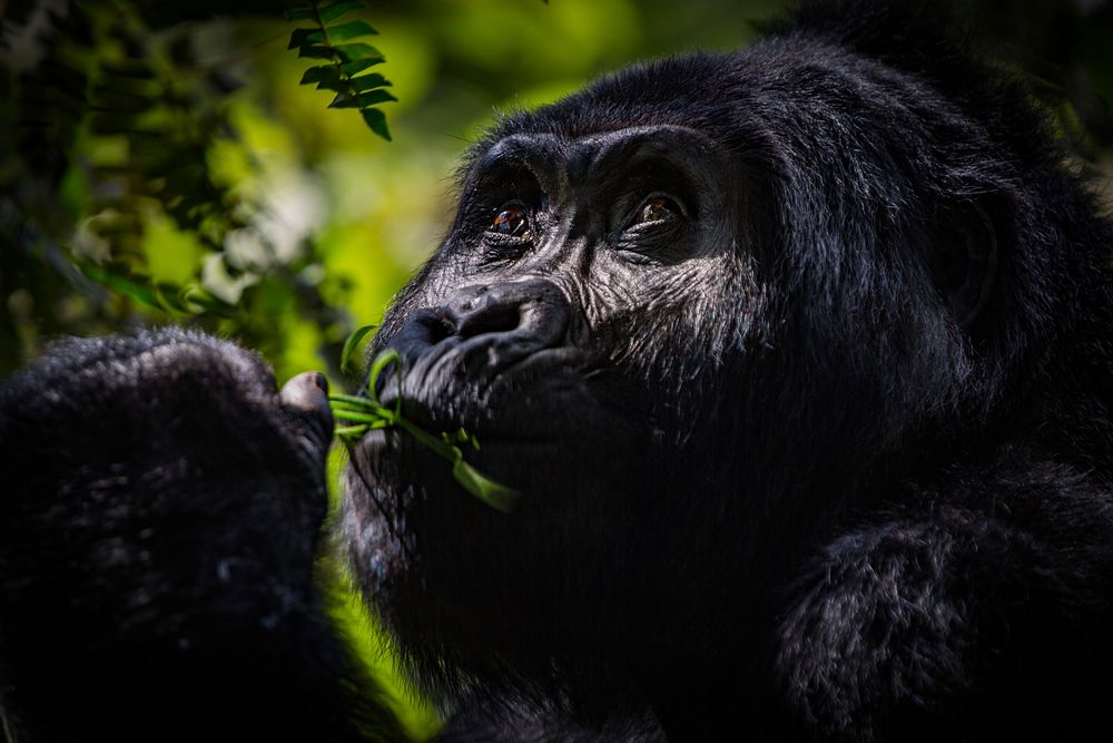 Gorilla's face closeup, wildlife background. Free public domain CC0 photo.