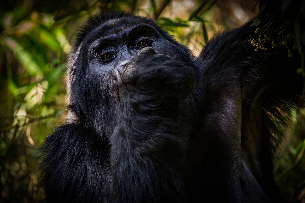 Gorilla in forest, animal image. Free public domain CC0 photo.