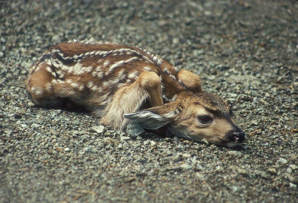 A fawn lies on a forest road, Olympic National Forest. Please be careful driving on forest roads! Wildlife are often caught…