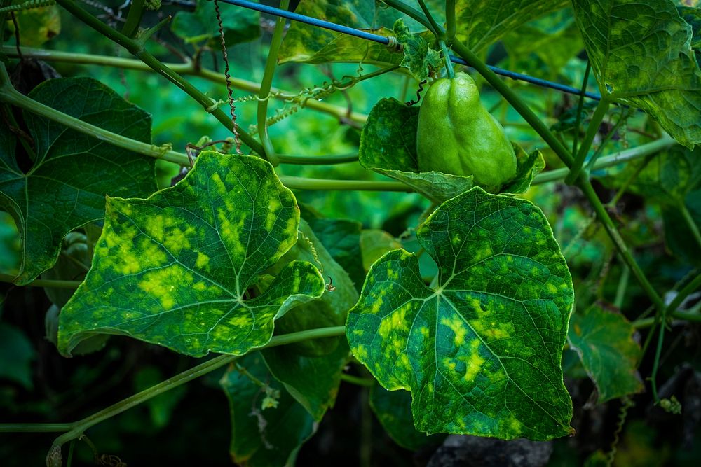 Chayote fruit growing on a tree. Free public domain CC0 photo.