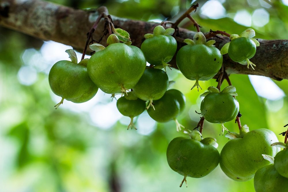 Dagwey fruit growing on a tree. Free public domain CC0 photo.