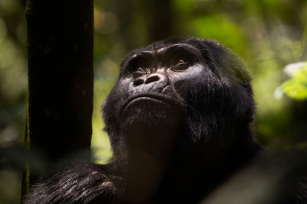 Gorilla in forest, animal image. Free public domain CC0 photo.