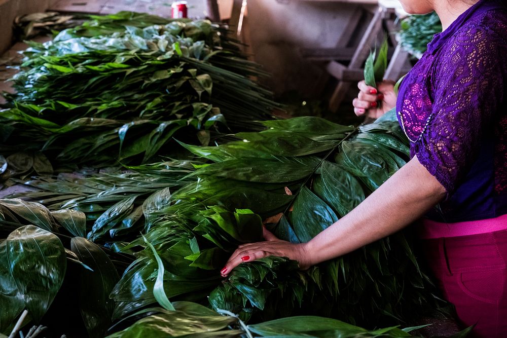 Woman worker gathering xate leaves. Free public domain CC0 photo.