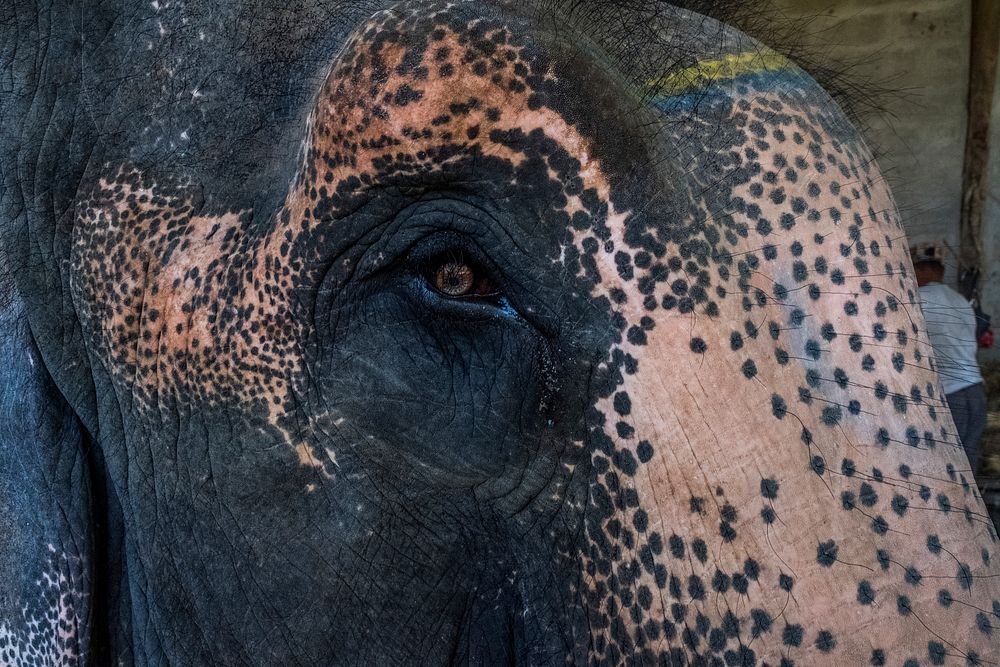 Elephant's face closeup, animal background. Free public domain CC0 photo.