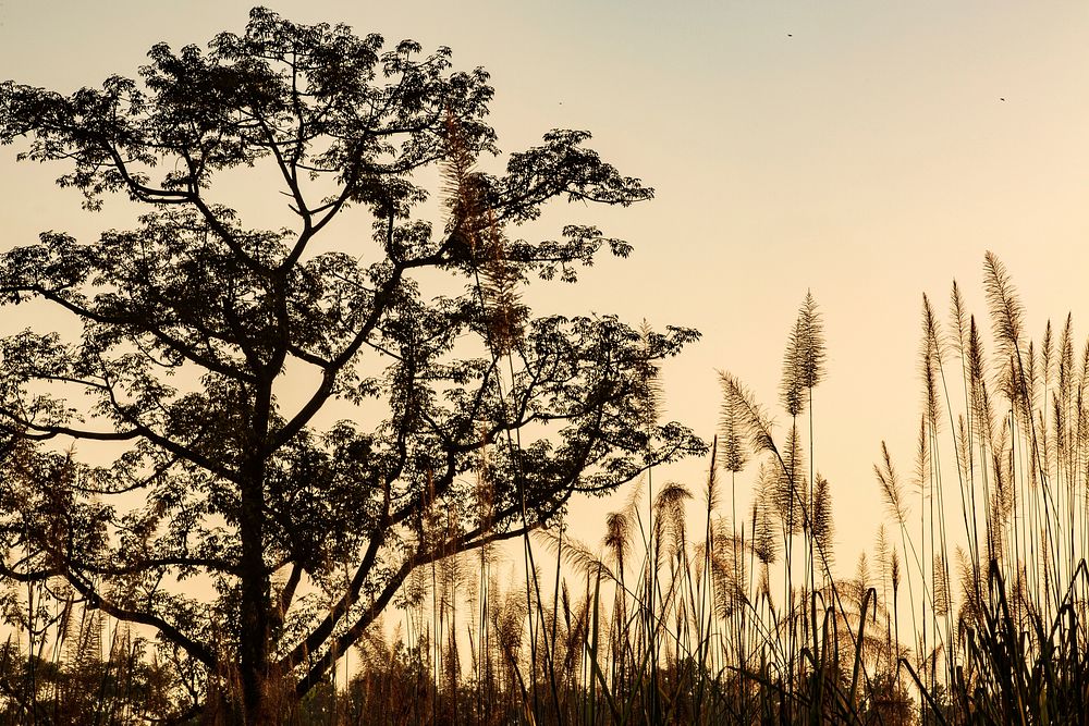 Aesthetic nature background, wheat field during sunset photo. Free public domain CC0 image.