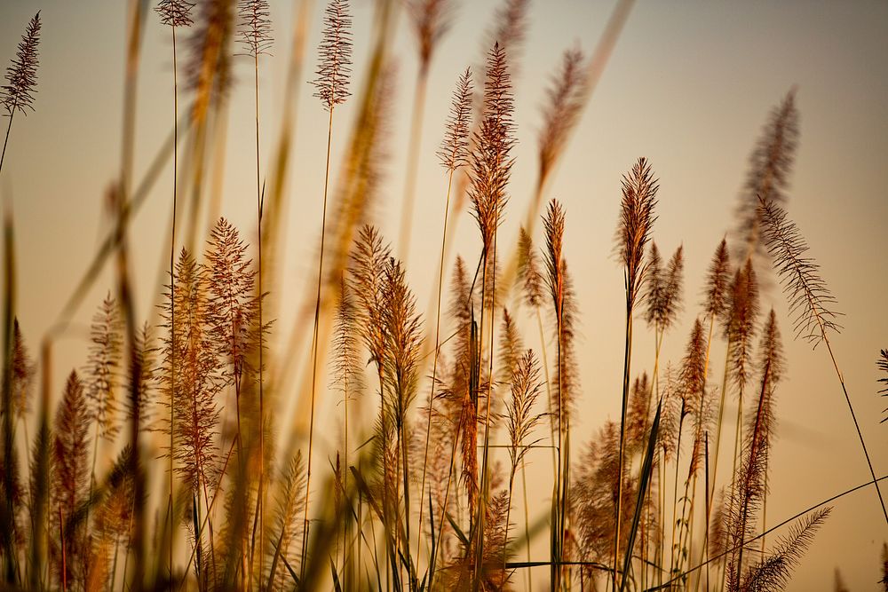 Aesthetic nature background, wheat field during sunset photo. Free public domain CC0 image.