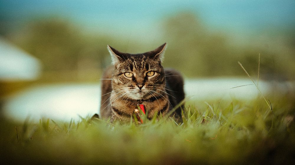 Outdoor tabby cat, animal image, free public domain CC0 photo.