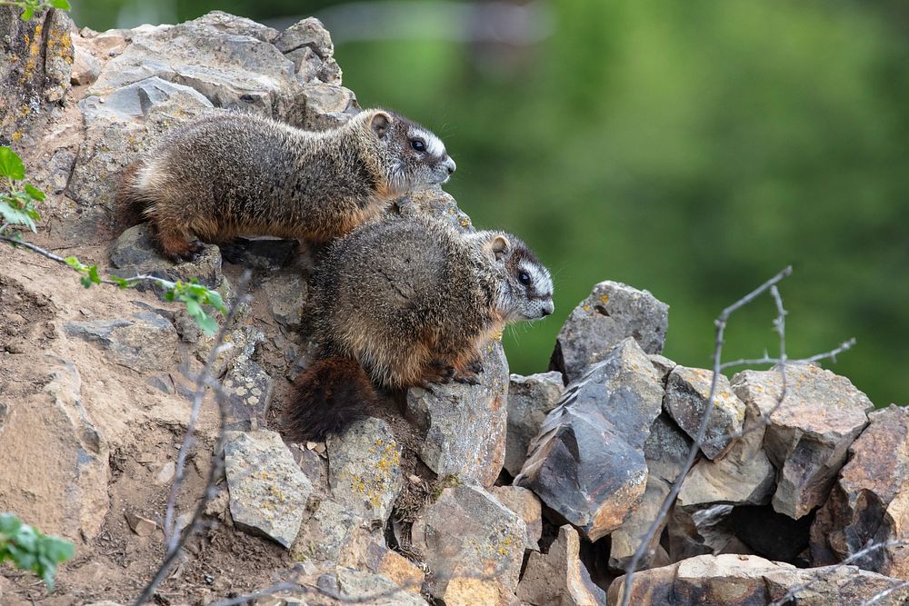 Baby Marmots near Calcite Sorings Overlook by Jacob W. Frank. Original public domain image from Flickr