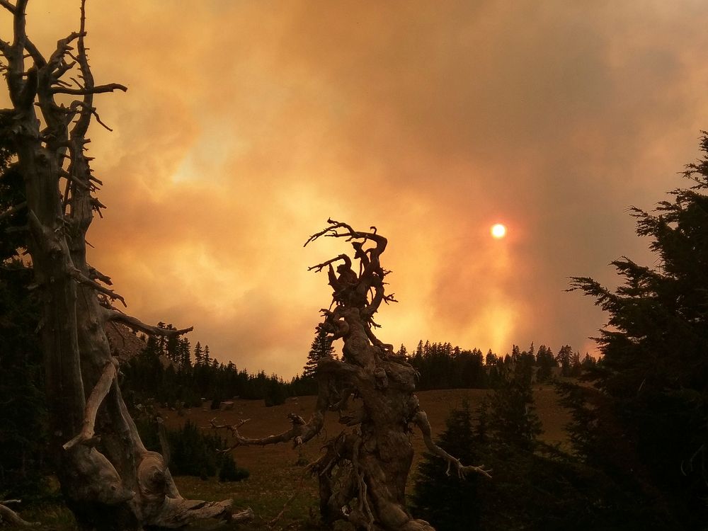 Crater Lake National Park. Dead conifers backlit by a forest fire.