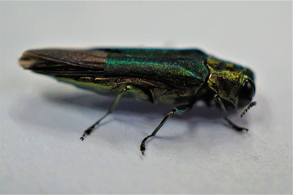 Emerald Ash Borer, insect. Free public domain CC0 photo.