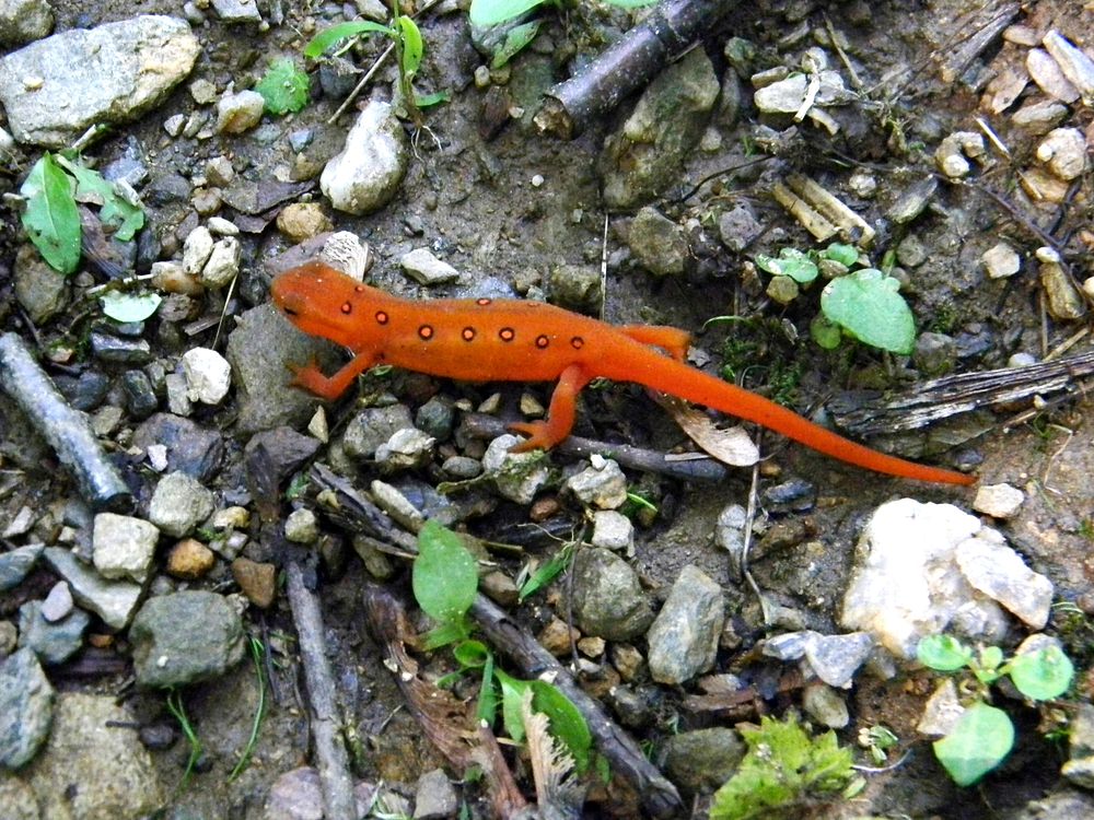 Red Eft lizard. Free public domain CC0 photo.