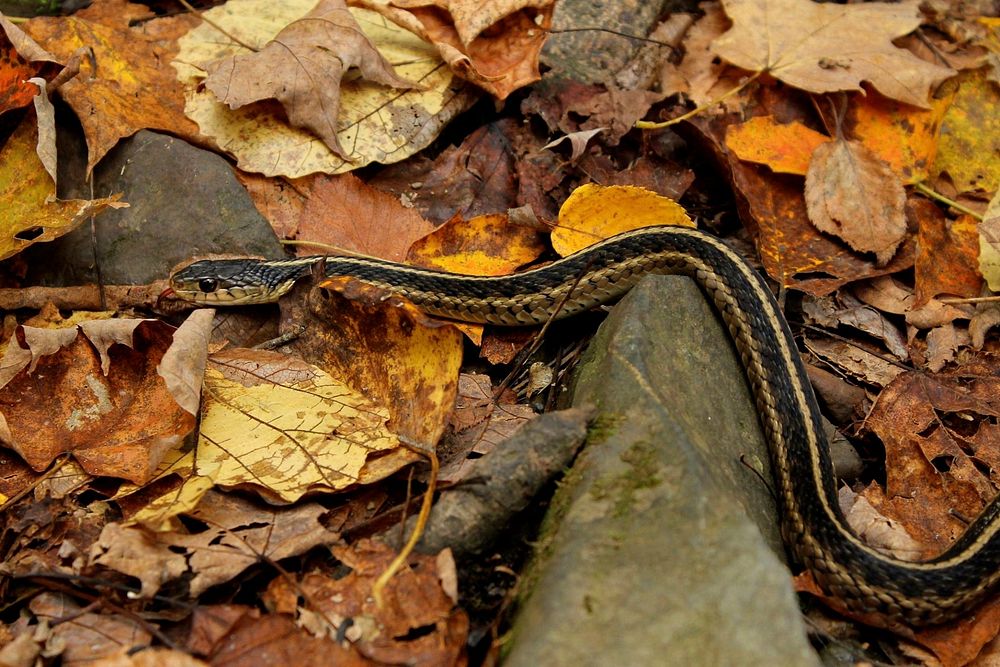Garter Snake, reptile. Free public domain CC0 photo.