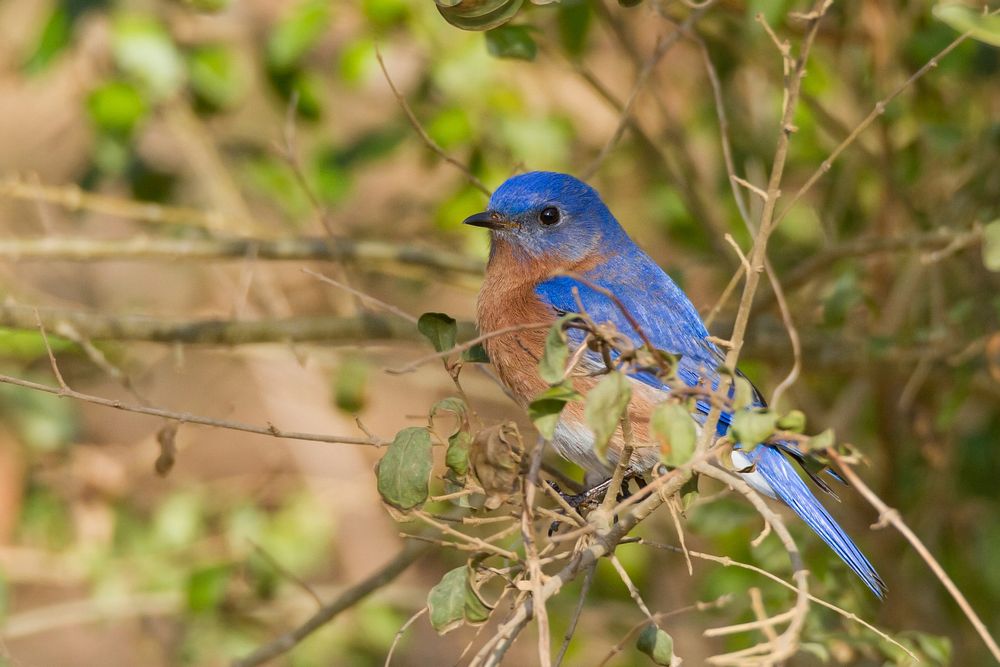 Eastern Bluebird, bird image. Free public domain CC0 photo.