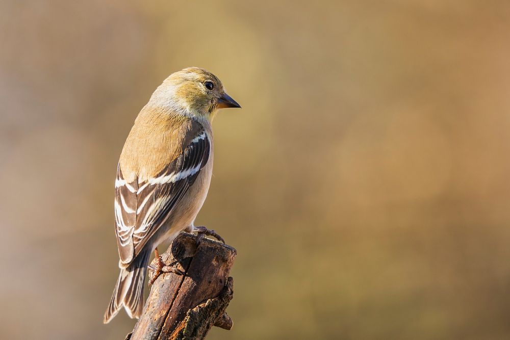 American Goldfinch bird. Free public domain CC0 photo.