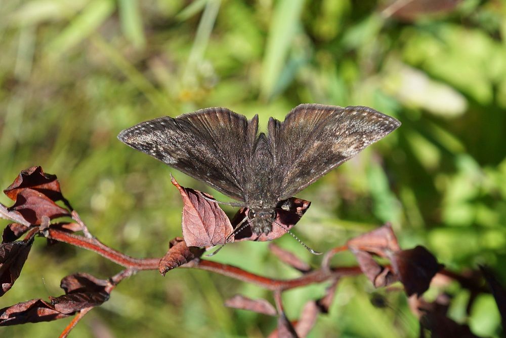 Wild Indigo Duskywing Butterfly. Free public domain CC0 photo.