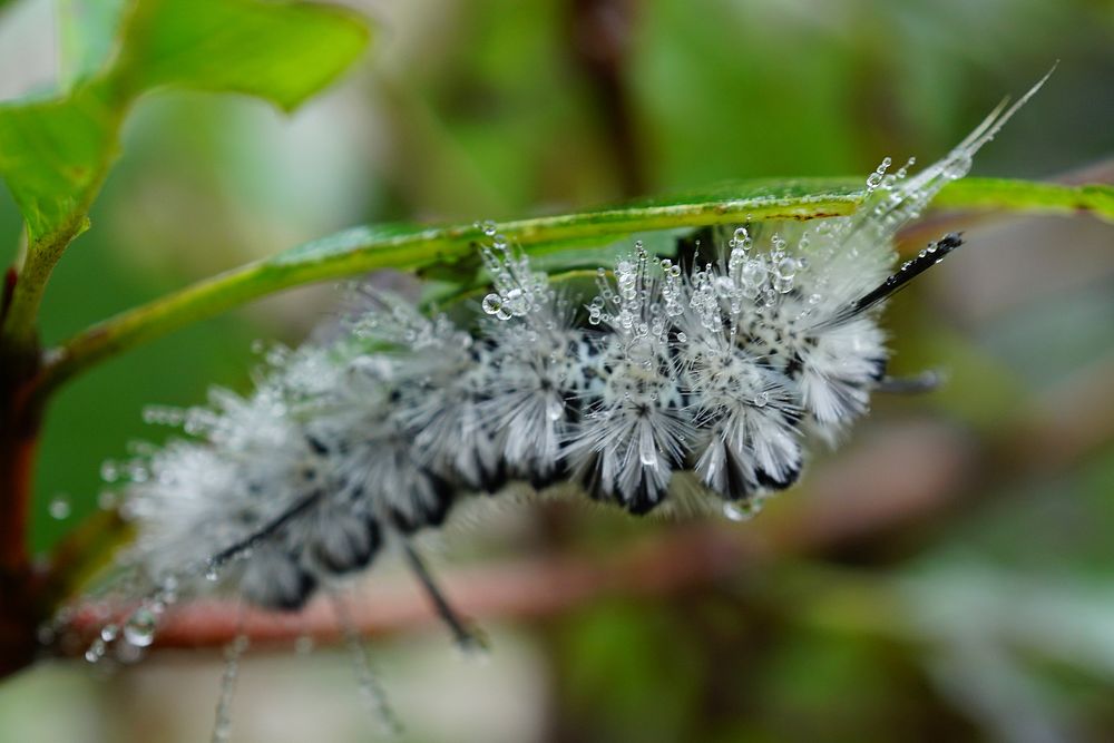 Hickory Tussocks Moth Caterpillar. Free public domain CC0 photo.