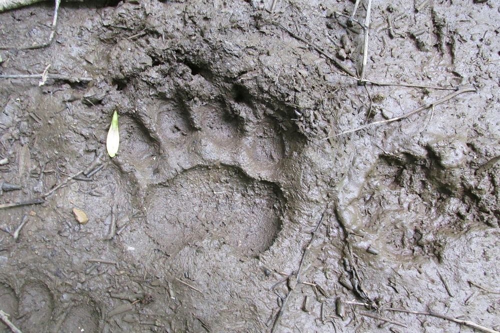 Black Bear Track in Mud. Free public domain CC0 photo.