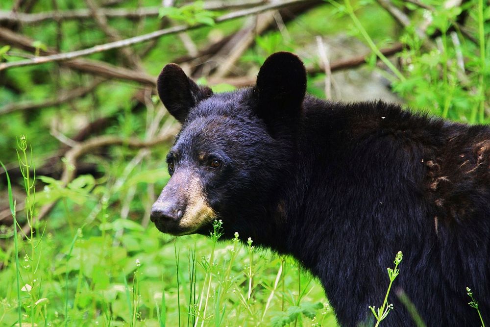 American Black Bear. Free public domain CC0 photo.