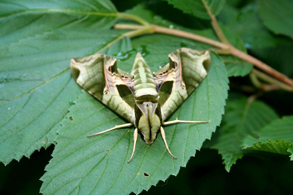 Pandora Sphinx Moth, insect. Free public domain CC0 photo.