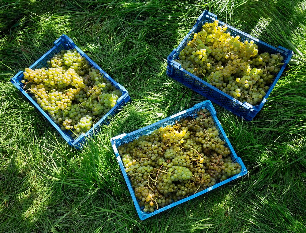 Grape harvest in Chateaux Luna vineyard. Free public domain CC0 photo.