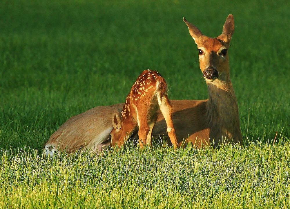 White-tailed deer, fawn Nursing. Free public domain CC0 photo.