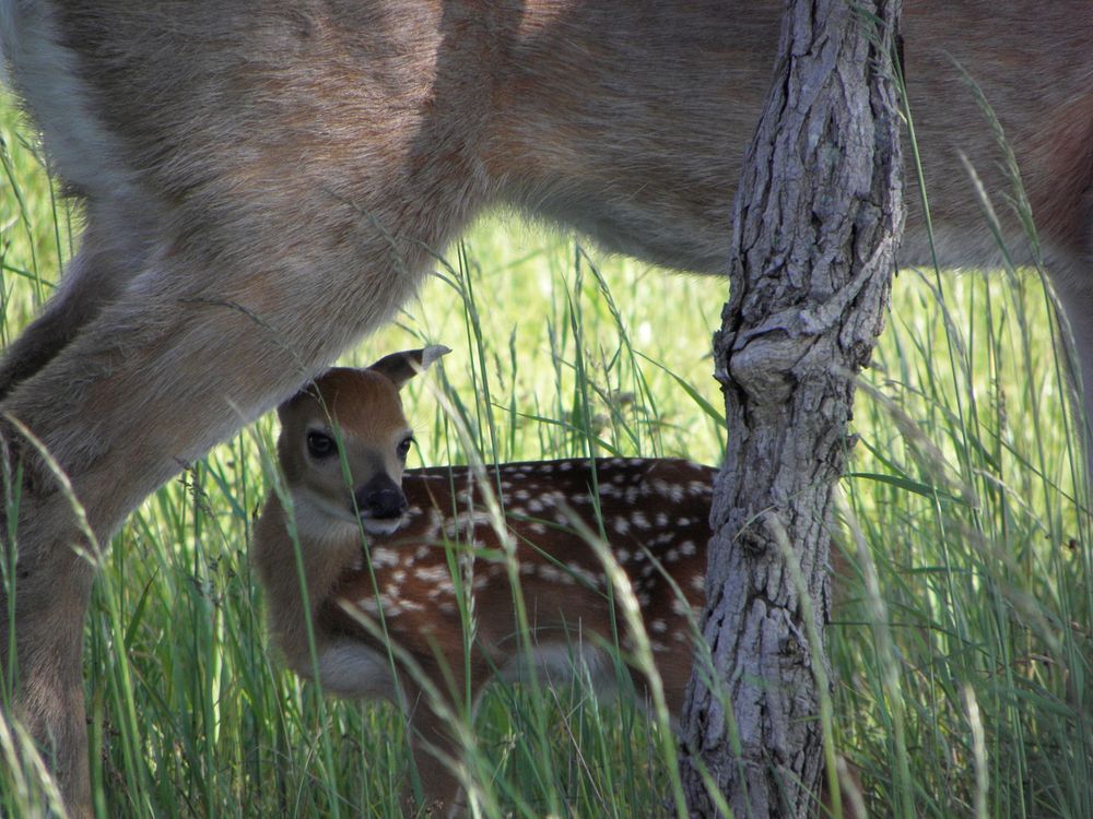 White-tailed deer, fawn. Free public domain CC0 photo.