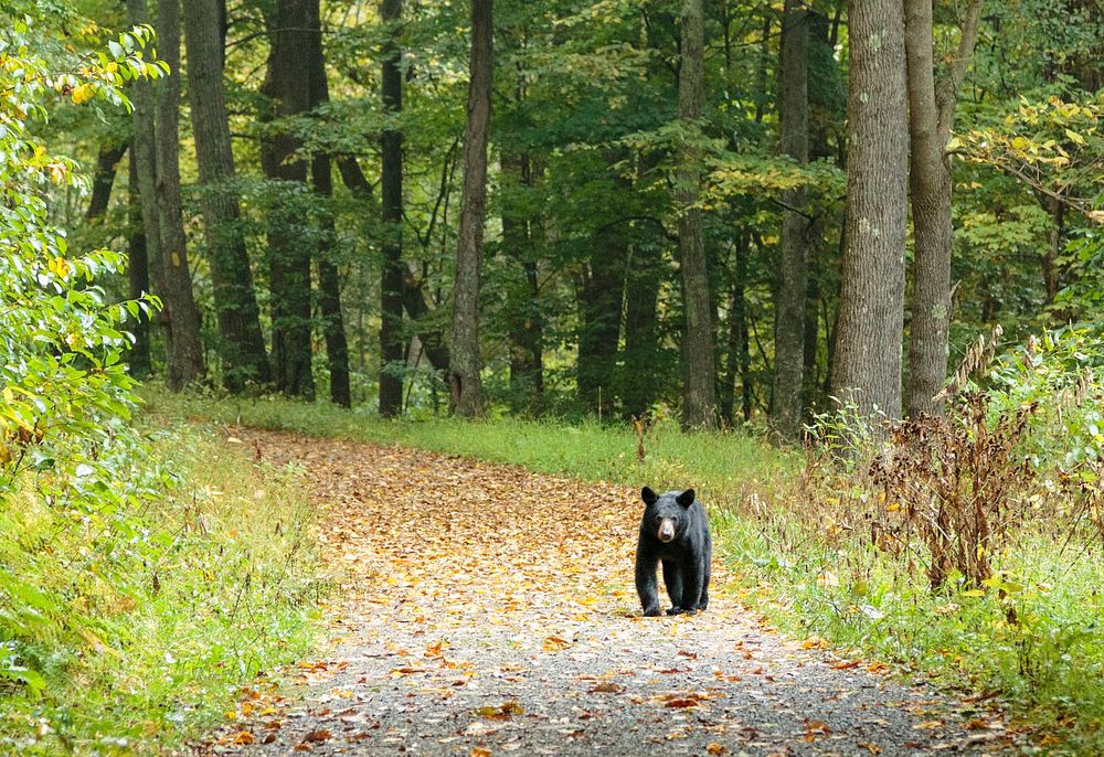 American Black Bear. Free public domain CC0 photo.