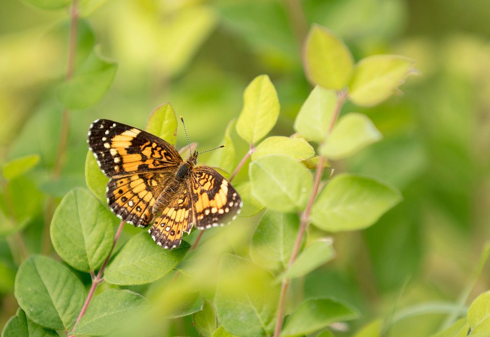 Silvery Checkerspot Butterfly. Free public domain CC0 photo.