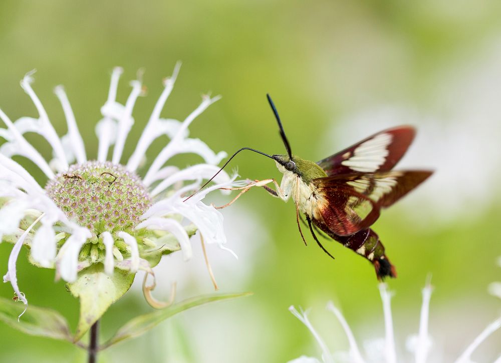 Clearwing Hummingbird Moth. Free public domain CC0 image.