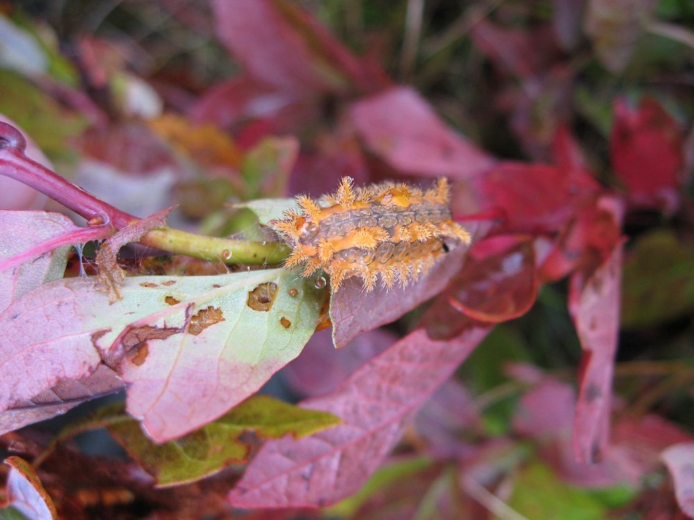 Spiny Oak Slug Caterpillar. Free public domain CC0 photo.