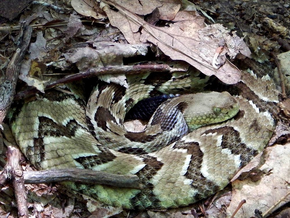 Eastern Timber Rattlesnake, reptile. Free | Free Photo - rawpixel