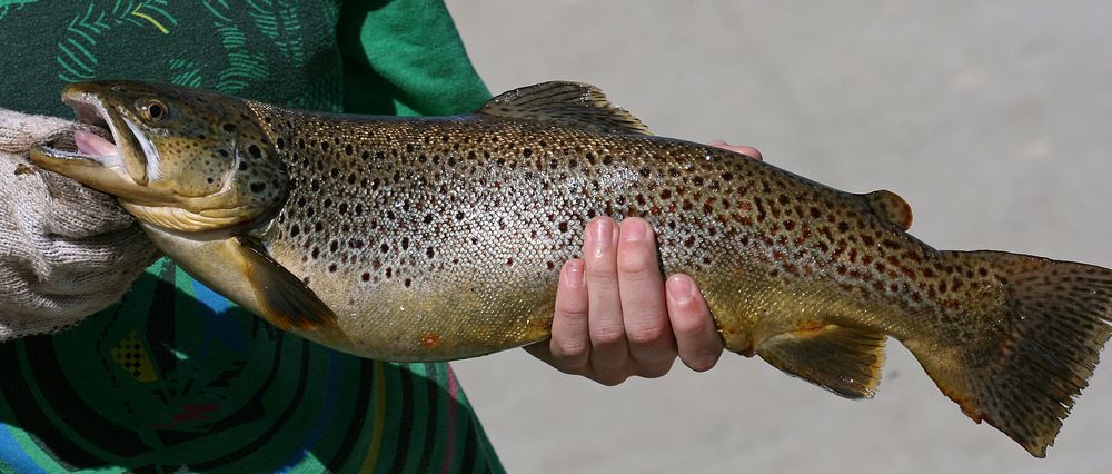 Man holding brown trout fish. Free public domain CC0 photo.