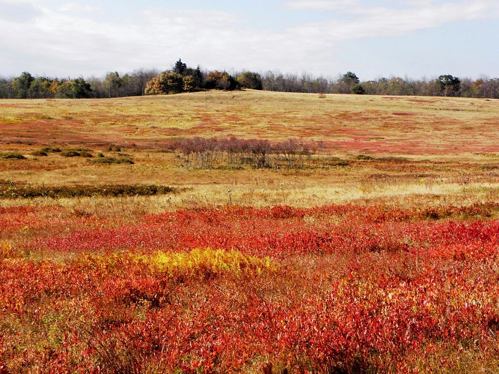 Meadow in autumn. Free public domain CC0 photo.
