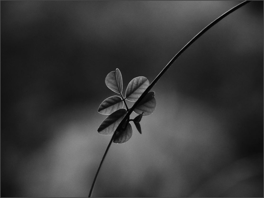 Leaves in black and white. Free public domain CC0 image.